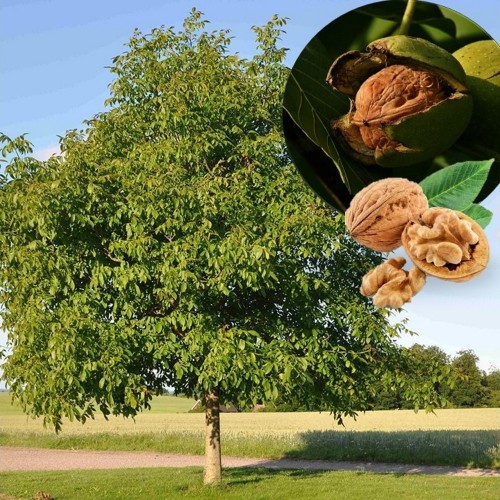 Juglans regia - Kreeka pähklipuu